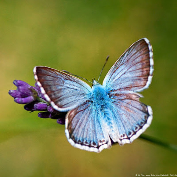 Meet your Posher, Lisa - Picture 1 of 1